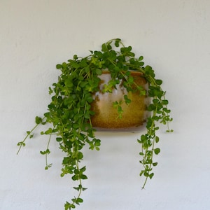 Handmade Ceramic Wall Planter - Unique Home Decor