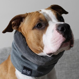 Op de afbeelding: Een bruine en witte hond met een grijze fleece nekwarmer met de tekst "B.A.G" erop.