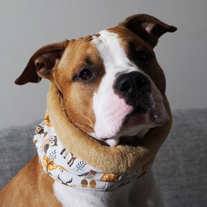 May include: A brown and white American Staffordshire Terrier dog wearing a white and brown patterned fleece neck warmer with owls, acorns, and other woodland creatures.