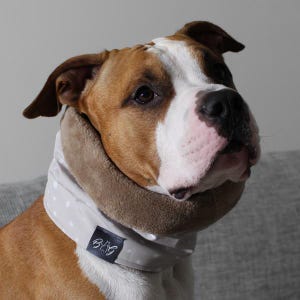 Könnte beinhalten: Ein brauner und weißer Hund trägt ein graues und weißes gepunktetes Hundehalsband mit braunem Fleecefutter. Das Halsband hat ein schwarzes Schild mit den Buchstaben "B&G" darauf.