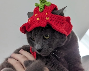 May include: A gray cat wearing a red crocheted strawberry hat. The cat is looking at the camera with a serious expression.