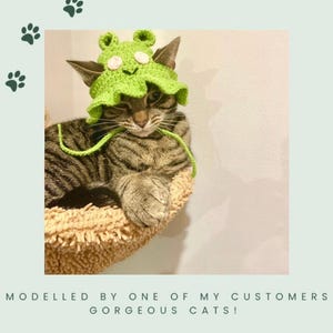以下が含まれることがあります： 緑色の編みぐるみカエルの帽子をかぶったトラ猫。猫は茶色の猫用ベッドに座っている。