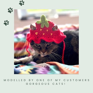 May include: A tabby cat wearing a red crocheted strawberry hat with green leaves and white hearts. The cat is looking down at the camera.