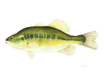 Largemouth Bass Illustration Print