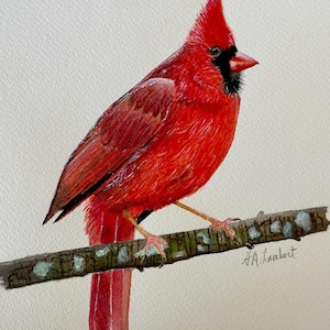 Cardinal Bird Watercolor Illustration - Original Painting