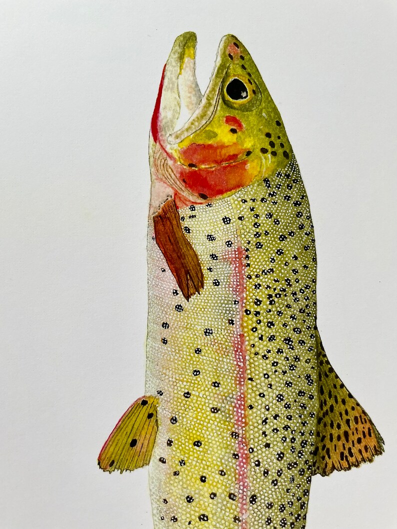 Cutthroat Trout Watercolor Illustration Print image 3