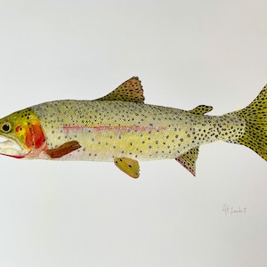 Cutthroat Trout Watercolor Illustration Print image 1