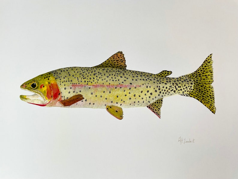 Cutthroat Trout Watercolor Illustration Print image 1