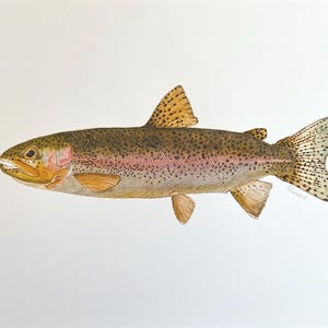 Rainbow Trout Watercolor Illustration Print