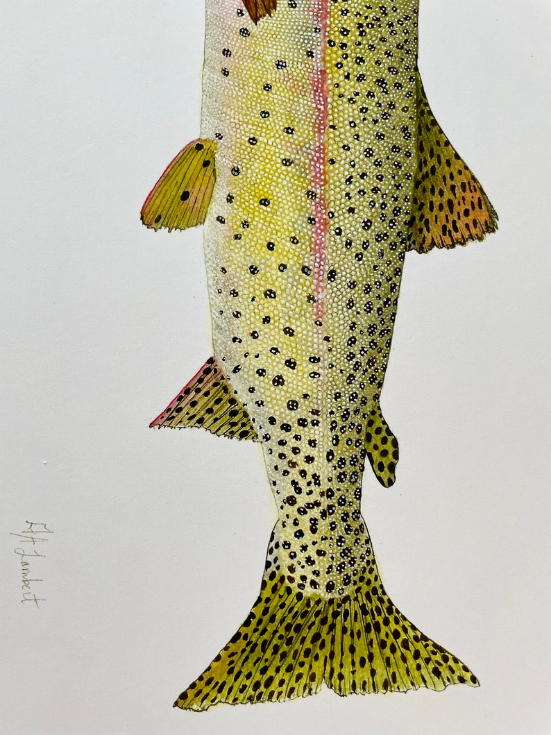 Cutthroat Trout Watercolor Illustration Print image 4