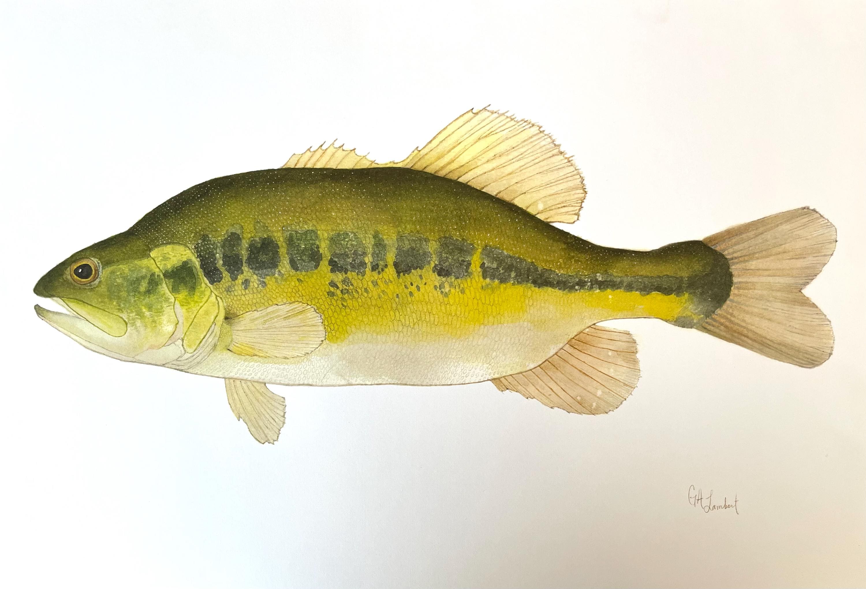 Largemouth Bass Illustration Print - Etsy