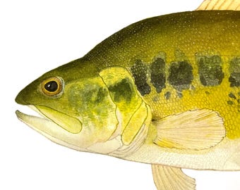 Largemouth Bass Illustration Print