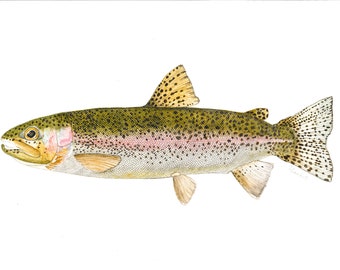 Rainbow Trout Watercolor Illustration Print