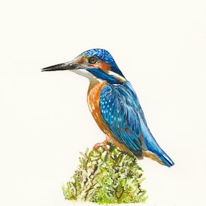 Kingfisher Bird Watercolor Illustration - Original Painting