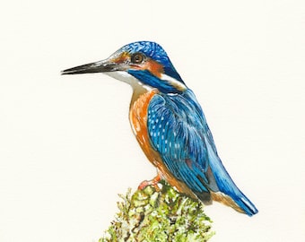 Kingfisher Bird Watercolor Illustration - Original Painting