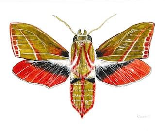 Hawkmoth Watercolor Illustration Print