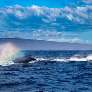 Humpbacks Blowing Rainbows