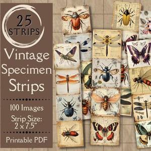 Vintage Specimen Strips Junk Journal Ephemera Cyfrowy papier z antycznymi slajdami owadów, wycinanymi motylami, chrząszczami, pszczołami i ważkami