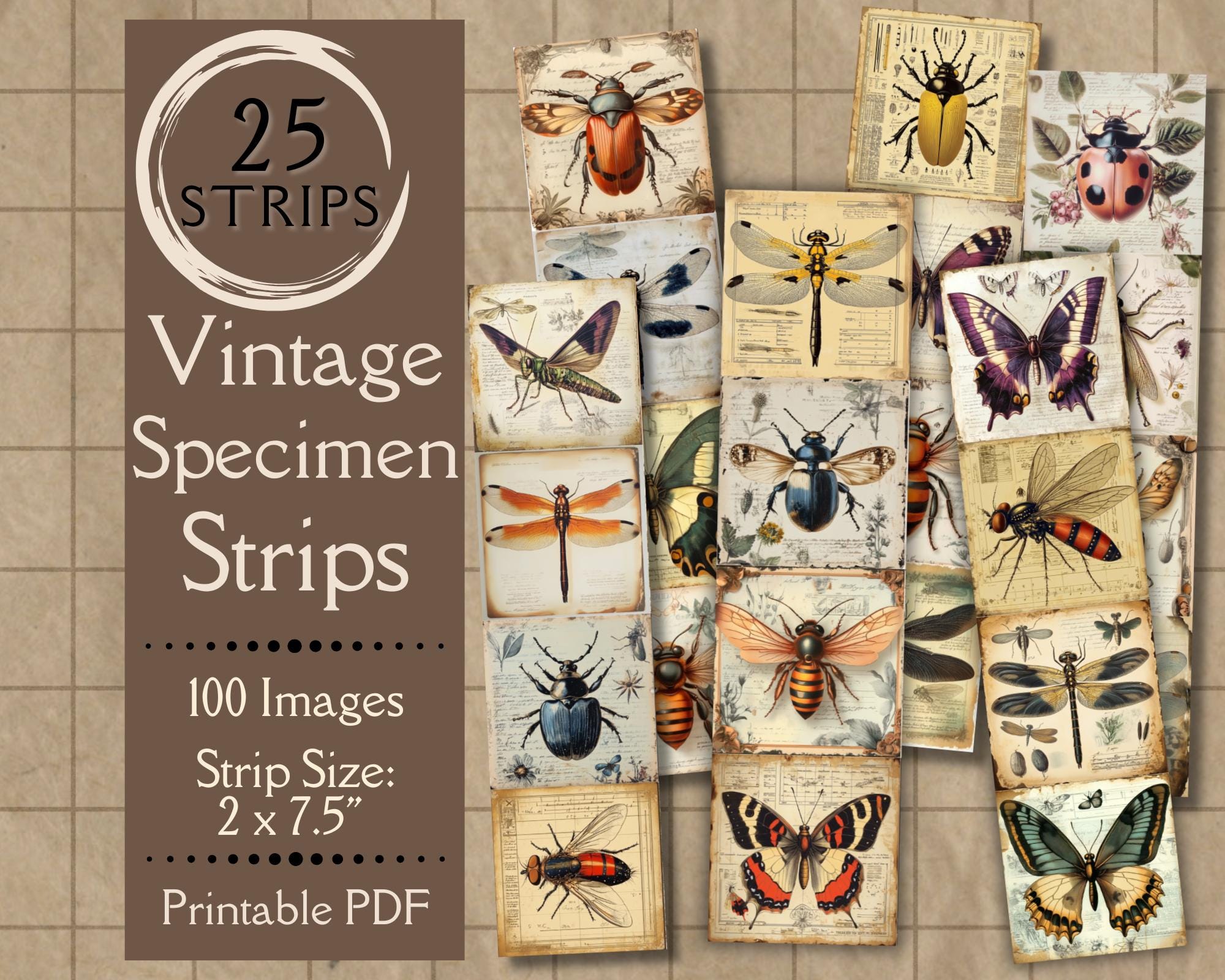 Bandes de spécimen vintage Junk Journal Ephemera Papier numérique d'insectes antiques sur glissière, coupes difficiles avec des papillons, des coléoptères, des abeilles et des libellules