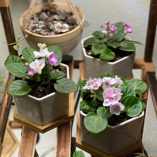 Miniature African Violet Starter Plants - No ID