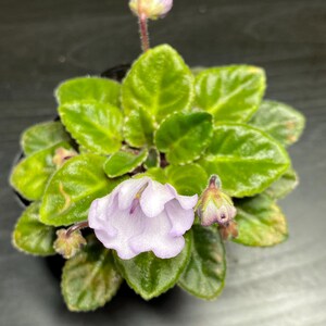 Rob's Pewter Bells Mini African Violet - Etsy