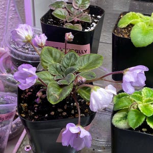 Rob's Pewter Bells Mini African Violet - Etsy