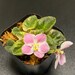 Rob's Pewter Bells Mini African Violet - Etsy