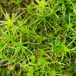 New Zealand Sphagnum Moss 100-grams/3.5 oz dehydrated just add water  excellent medium for many orchids and carnivorous plants – Orchid Insanity