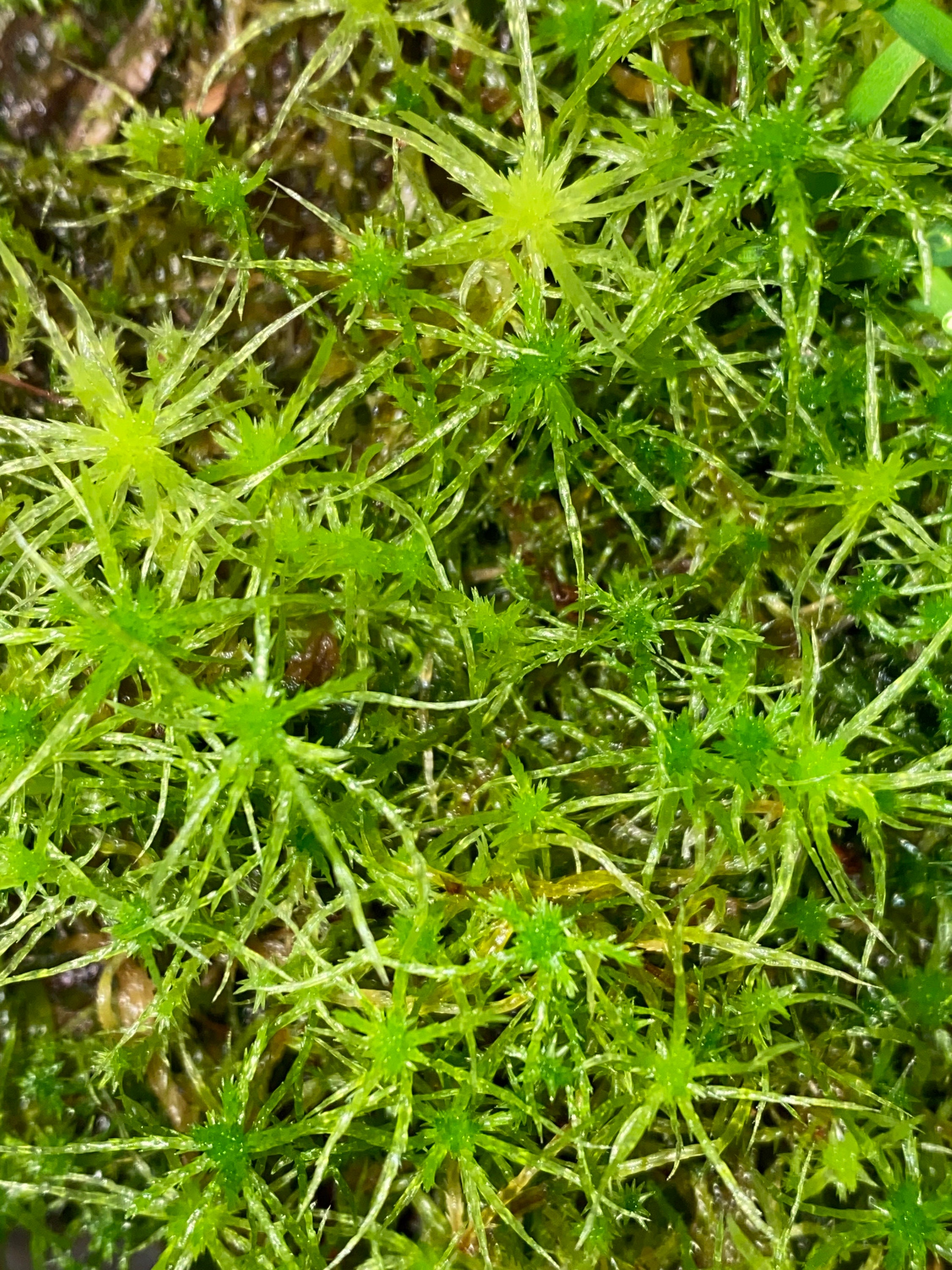 New Zealand Sphagnum Moss petal 