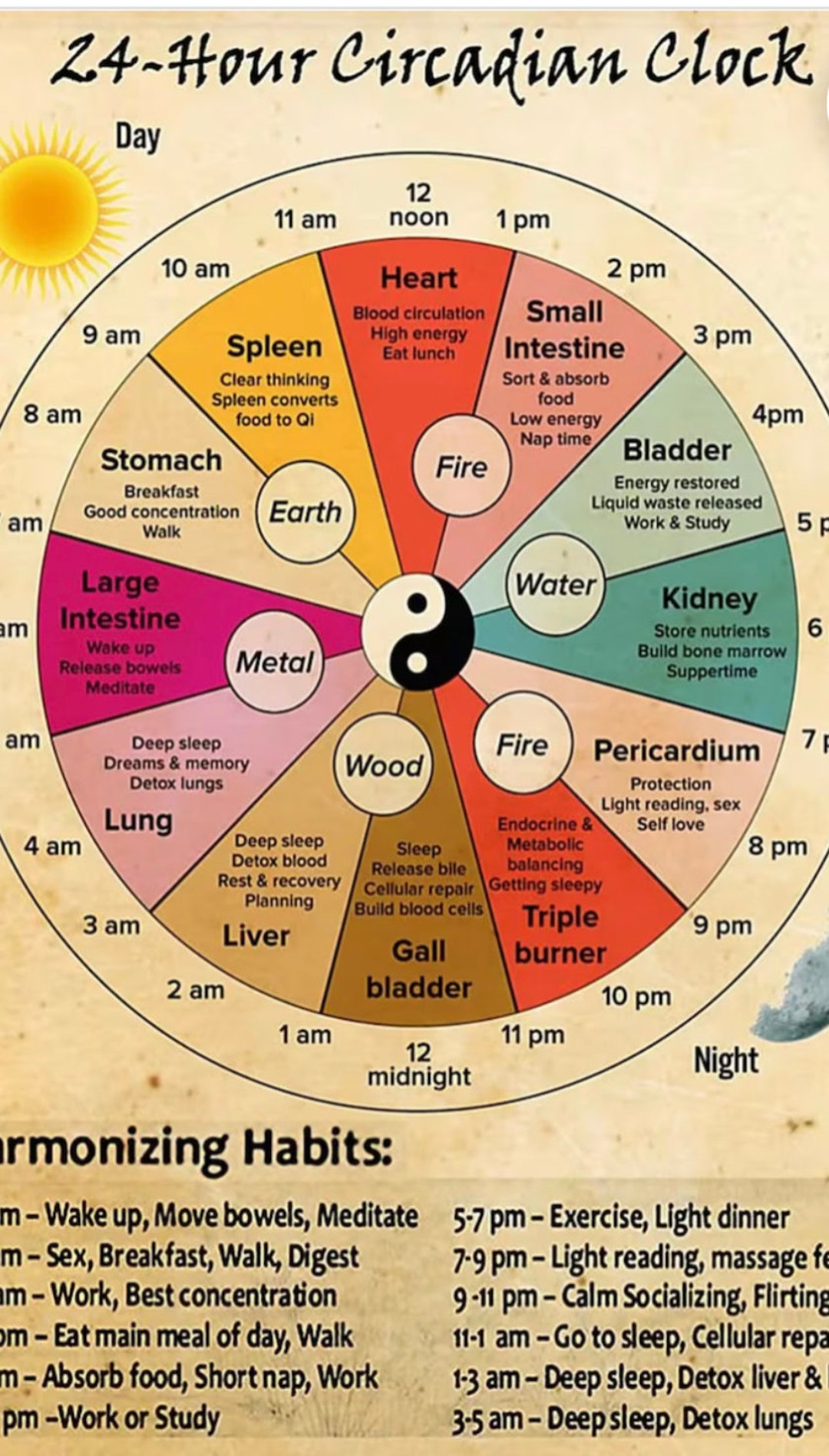 Chinese Rythym Chinese Medicine Body Clock Chart | Circadian Rhythm Art (digital ...