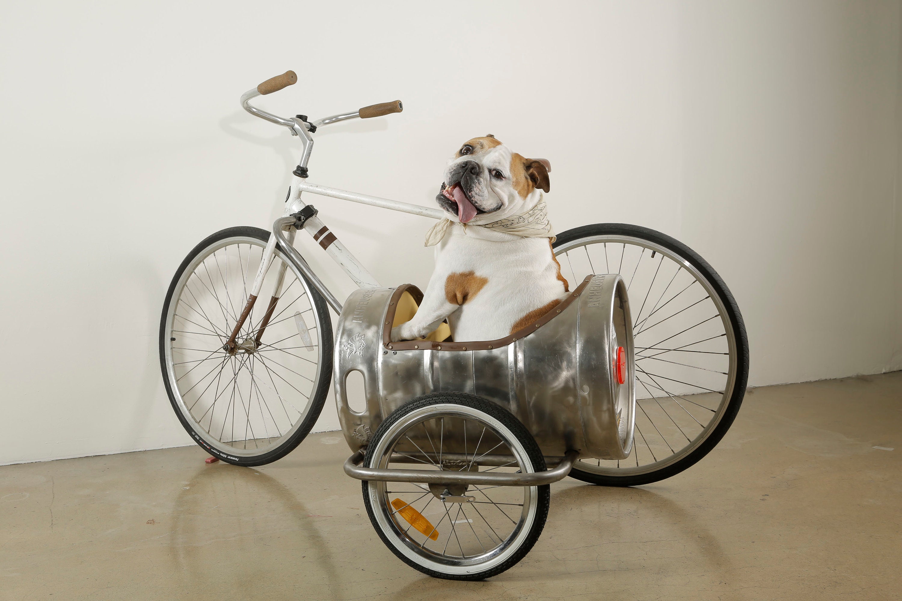 Bicycle Sidecar Diy Front Bike Basket For Dog Diy Dog Bike Carrier