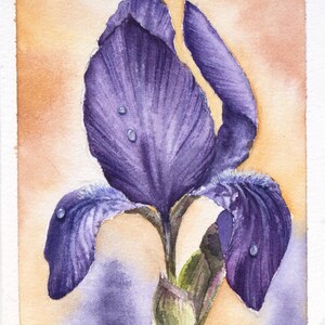 May include: A watercolor painting of a purple iris flower with water droplets on the petals. The background is a soft orange.