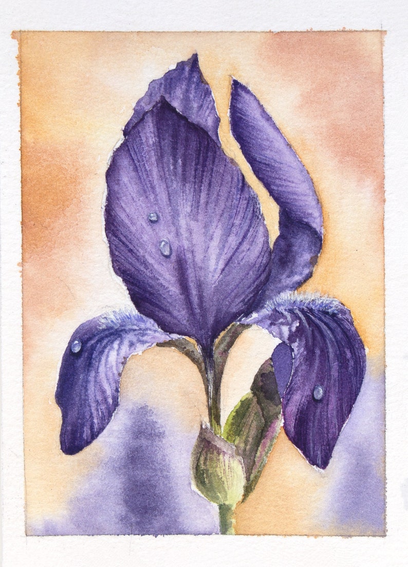 May include: A watercolor painting of a purple iris flower with water droplets on the petals. The background is a soft orange.
