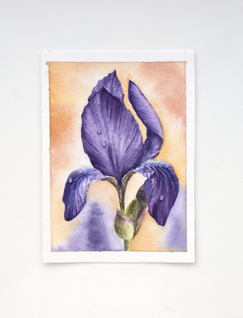 May include: A watercolor painting of a purple iris with water droplets on the petals. The background is a soft orange.