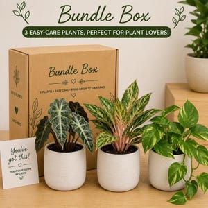 May include: A bundle box set of three easy-care plants in white pots. The plants have green and variegated leaves. The box has the words "Bundle Box" and "3 Easy-Care Plants" printed on it. A card reads "You've got this!" and "Plant Care Guide Included."