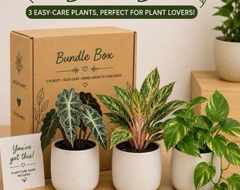 Low Light Plant Bundle Box – 3 Assorted Easy-Care House plants | Beginner Friendly Indoor Plant Collection | Alocasia, Aglaonema & Pothos
