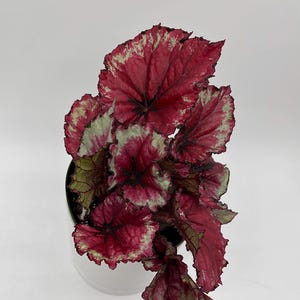 May include: A top-down view of a potted plant with large, textured leaves. The leaves are primarily a deep red color with green and white edges. The plant is in a white pot against a white background.