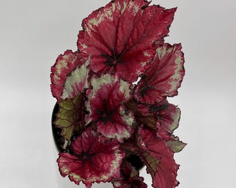 Begonia Exotica Raspberry  6” Pot – Rare Begonia | Unique Patterned Leaves | Easy-Care Indoor Houseplant