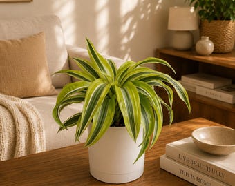 Dracaena Lemon Surprise House Plant: Beginner Friendly, Low Maintenance, Vibrant Foliage (6" Pot)