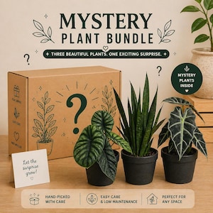 May include: A mystery plant bundle featuring three potted plants with dark green foliage. The plants are in black pots, arranged in front of a cardboard box with a large question mark. Text on the box reads "MYSTERY PLANT BUNDLE". A small card says "Let the surprise grow!"