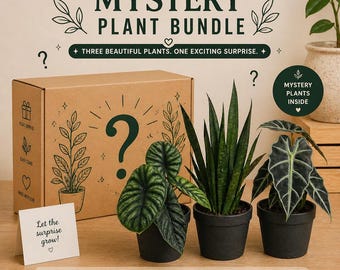 Spooky Bundle Box - 3 Assorted Live Houseplants in 4” Pots | Easy Care Tropical Plants | Hand Selected