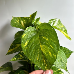 zz plant houseplant Large ZZ Plant