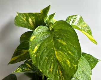 Hawaiian Pothos 6" Totem pole  - Indoor Plant for Home Decoration - Vibrant Green Leaves