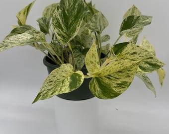 HB Pothos Snow Queen – 8” Hanging Basket | Variegated White & Green Pothos | Easy Trailing Indoor Plant