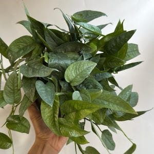 May include: A lush, green houseplant with textured leaves. The leaves are a mix of light and dark green, with a slight blueish hue. The plant is full and healthy, with many leaves visible.