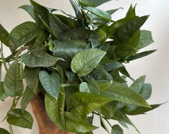 Pothos Cebu Blue: Rare Trailing Houseplant - Shimmering Blue-Green Foliage