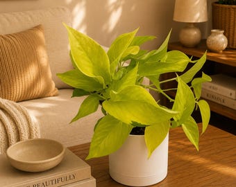 Neon Pothos House Plant – Vibrant Lime-Green Foliage, Easy Care Vine (4" Pot)