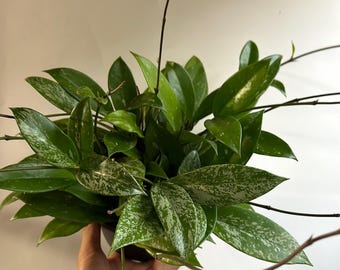 Hoya Publicalyx: Pet-Safe Tropical House Plant in 6" Pot