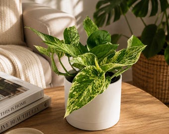 Pothos marble Queen  6" pot
