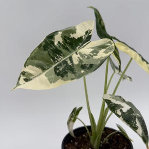 May include: A potted Alocasia plant with large, variegated leaves. The leaves display a striking pattern of green and white, with a creamy white edge. The plant is in a black pot, set against a plain white background. The plant's stems are a light green color.